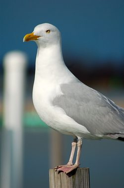gabbiano