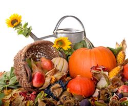 orto a novembre