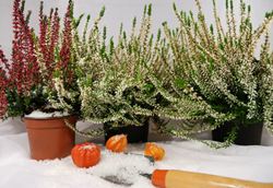 orto e giardino a dicembre